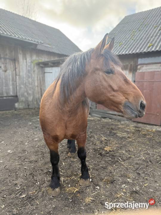 Klacz rasy zimnokrwistej lubelskie sprzedam