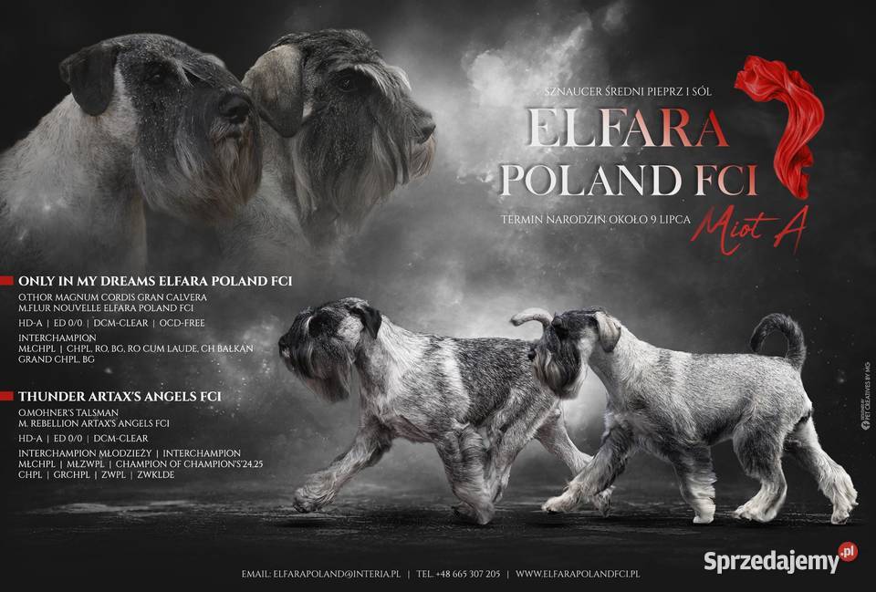 Sznaucer średni pieprz i sól ZKwP Psy Gutków
