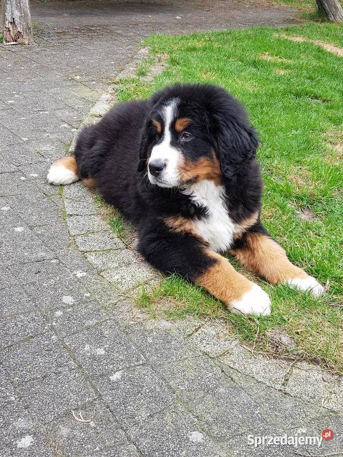 Berneński Pies Pasterski już do odbioru sprzedam