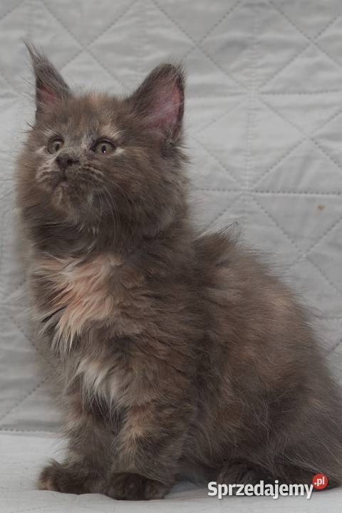 Maine Coon niebieska szylkretowa koteczka Jana Słupno