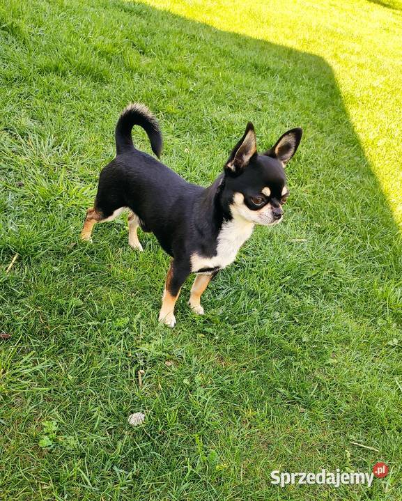 Reproduktor chihuahua krótkowłosy ZKwP FCI Świnoujście sprzedam