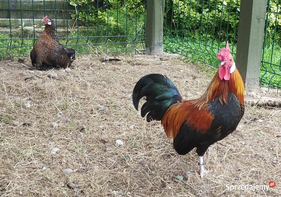 Bantamki Bantamka kura ozdobna dolnośląskie