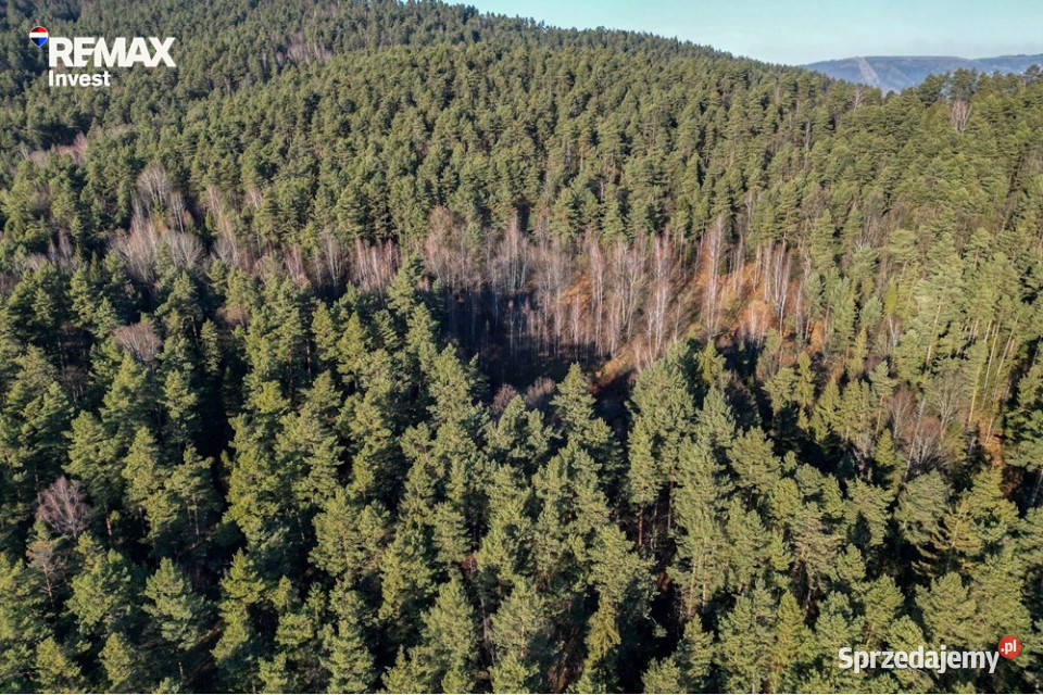 DZIAŁKA LEŚNA GRATKA INWESTORA utwardzona Tresna
