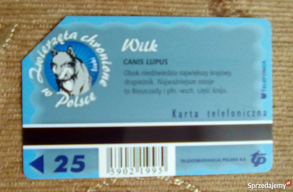 WILK JEDEN Z NAJWIĘKSZYCH W POLSCE DRAPIEŻNIKÓW