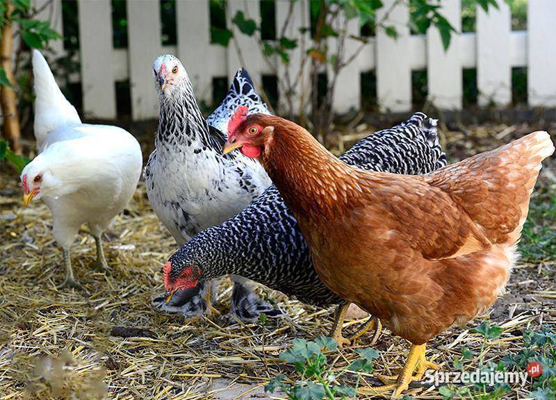 Kury nioski kokoszki FERMA Machowa 180 kaczki podkarpackie Jasło
