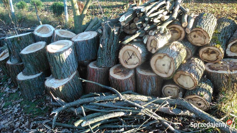 Drewno wierzbowe Opał Jawornik