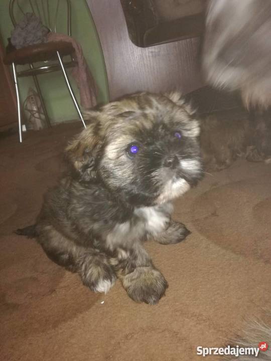 Szczeniaki mieszaniec shih tzu i york wielkopolskie Słupca sprzedam