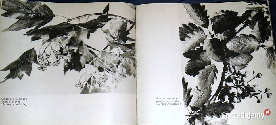 Rośliny chronione w Polsce Władysław Strojny twarda