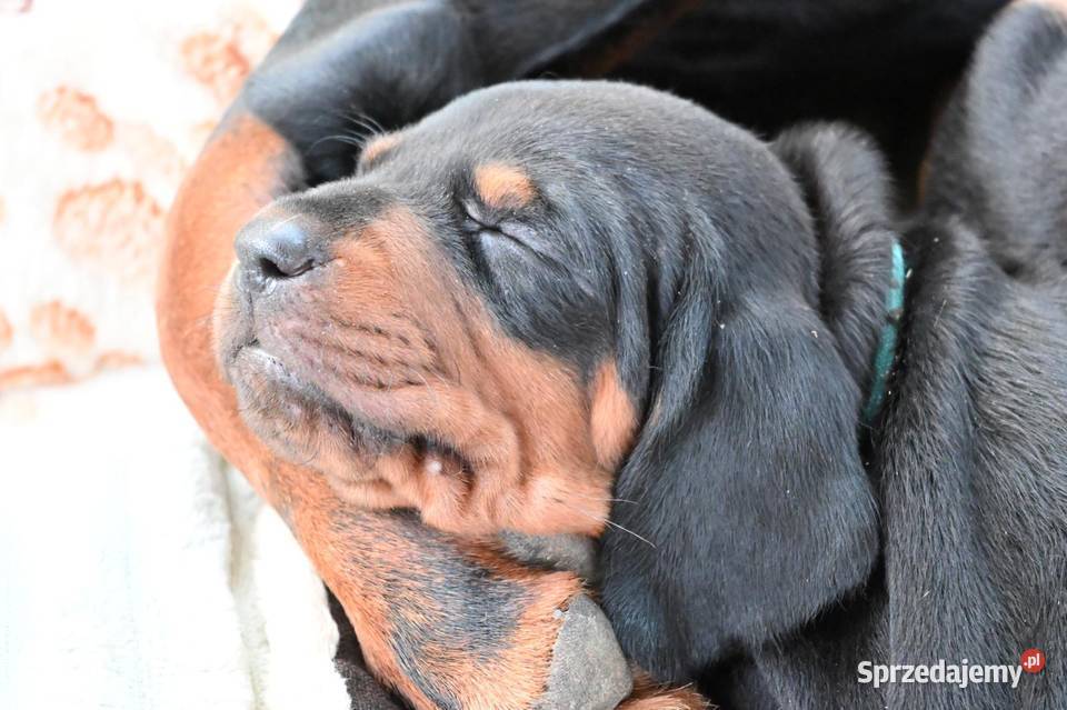 Sprzedam Gończy Polski Szczeniaki Małe Ciche