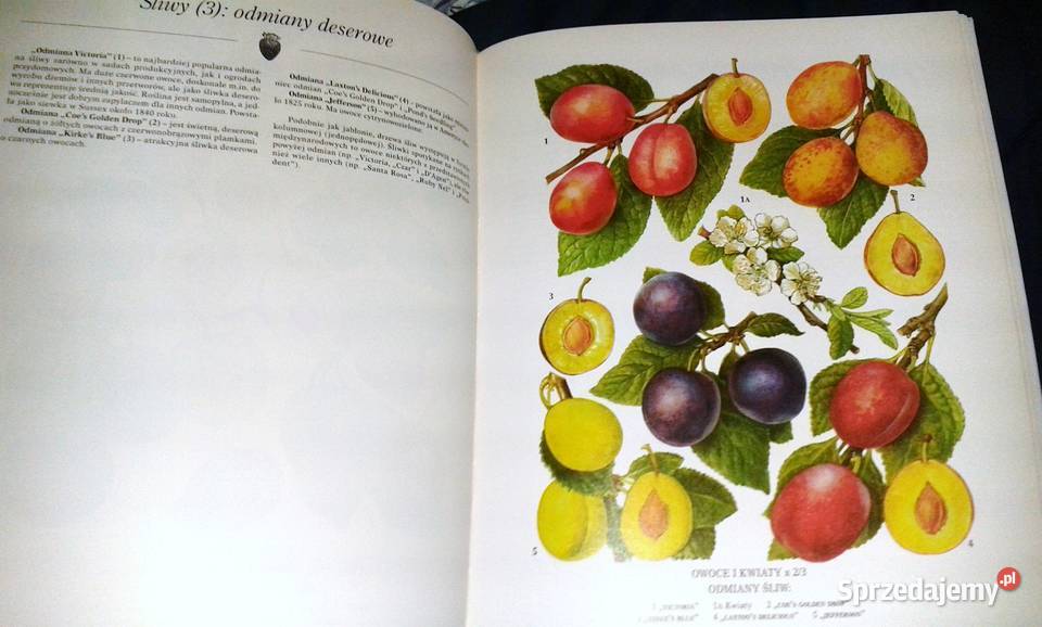 Rośliny jadalne John Vaughan twarda Chełm