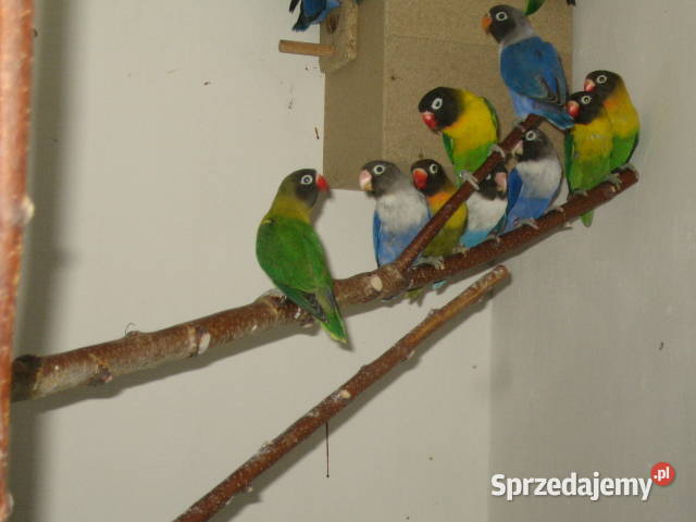 nierozłączki Kraków sprzedam