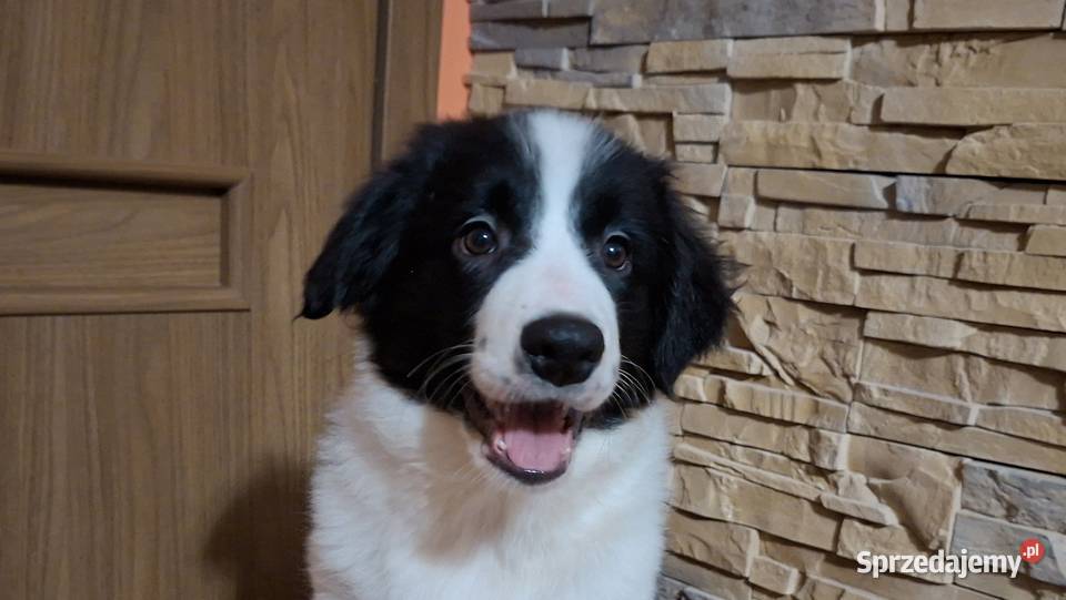 Border Collie szczeniaki inteligentne Ziębice sprzedam