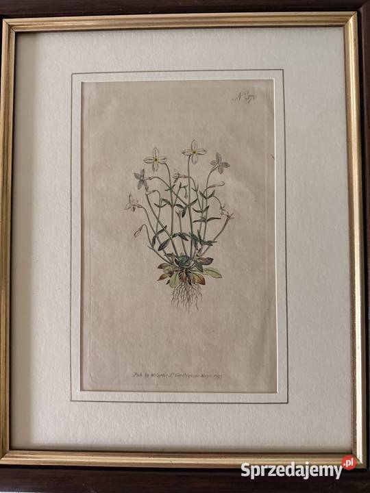 Antyczne Ryciny Botaniczne Miedzioryty 1797 1811