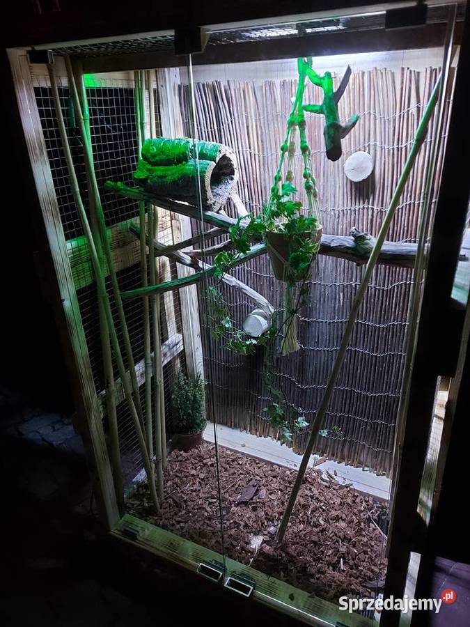 Woliera klatka papugi nimfy koszatniczki Opole
