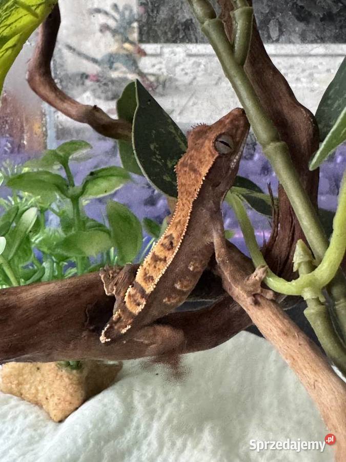 Gekon orzęsiony z terrarium śląskie sprzedam