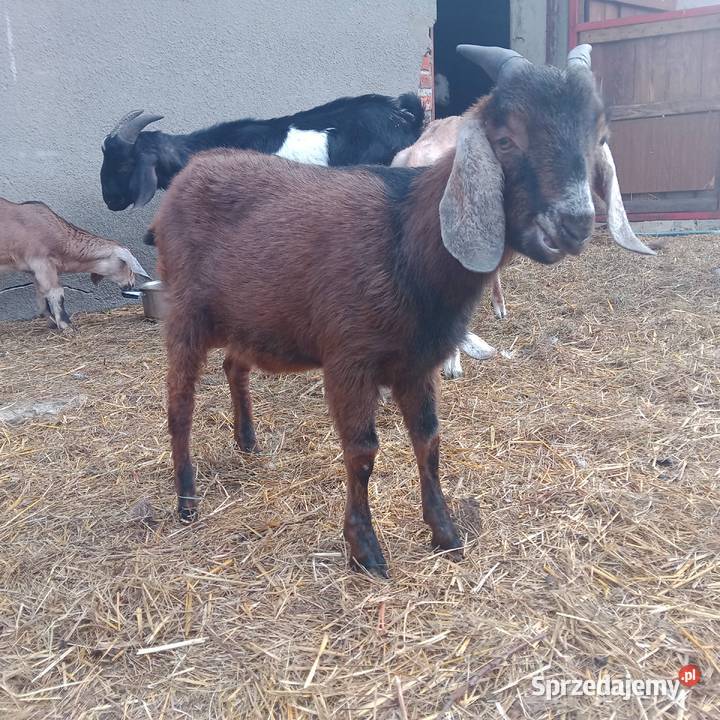 Sprzedam Koziołki i Kozy Anglonubijskie Kozy mazowieckie Zwoleń