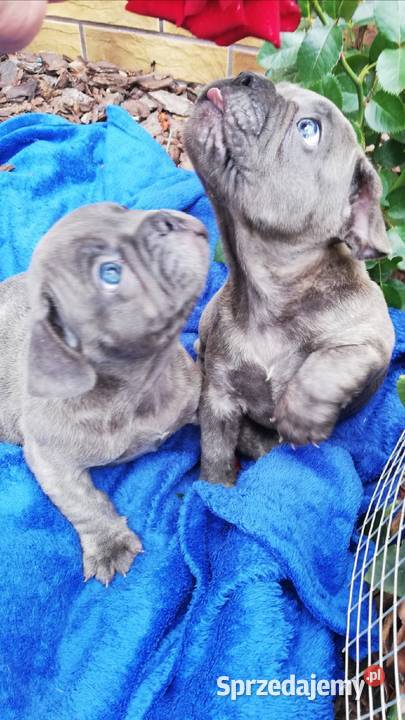 Buldog francuski niebieskie pieski dolnośląskie Borzęcin
