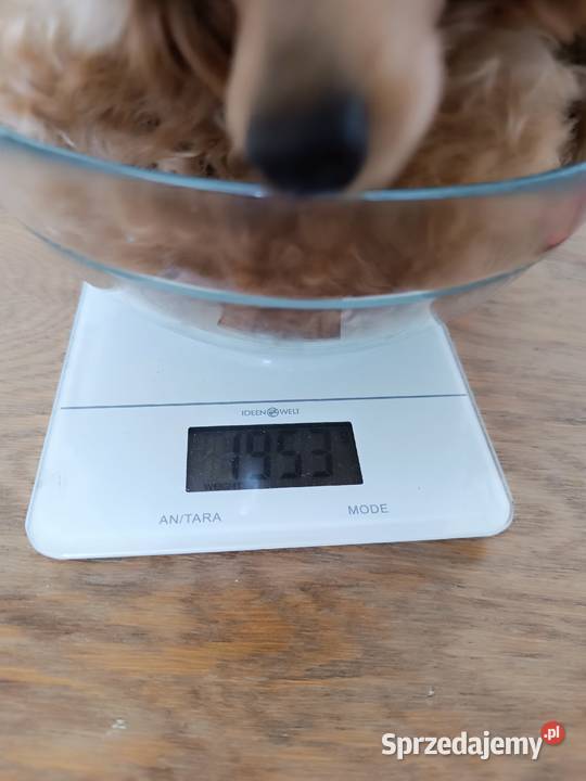 Pudel Toy dziewczyna z dokumentami FCI sprzedam