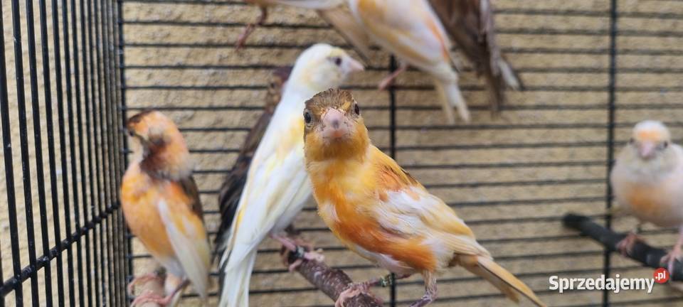 Kanarki kanarek miniatura hiszpańska Ptaki śląskie Jaworzno