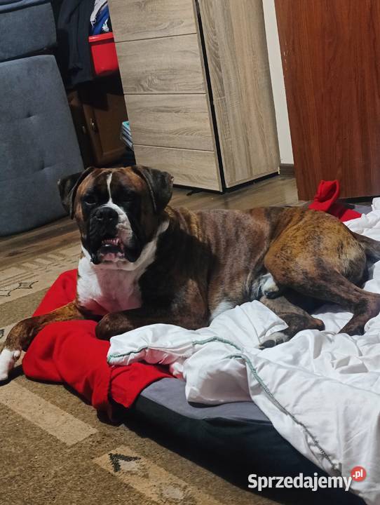 Pies reproduktor Łęczna sprzedam