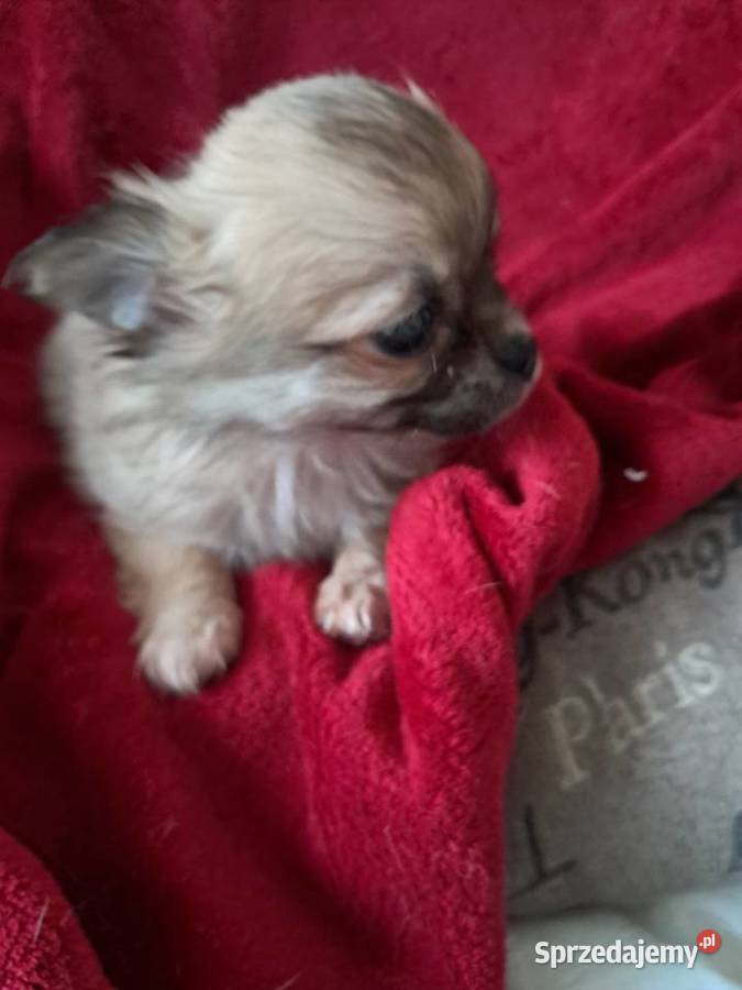 Szczeniak suczka chihuahua