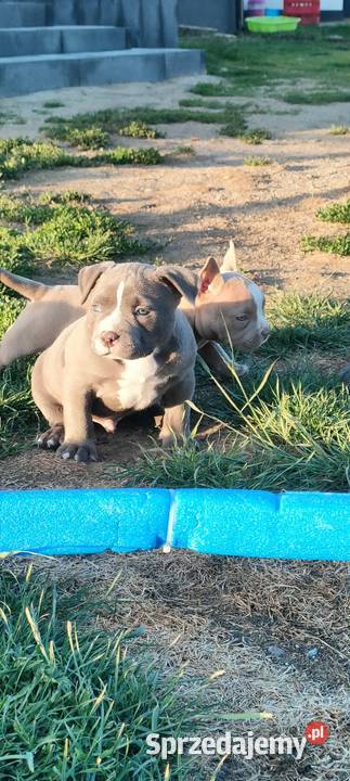 American Bully Piesek Krośniewice sprzedam