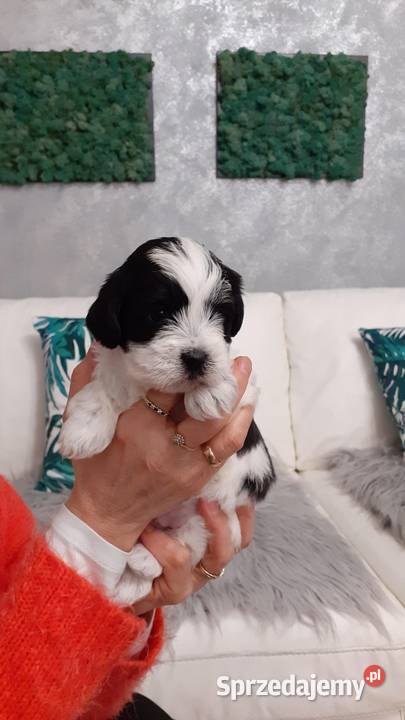 Shih Tzu Maltańczyk Rzeki Wielkie sprzedam