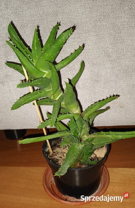 Aloes zielony 3 wysokość 25 Warszawa