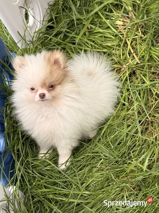 Szpic miniaturowypomeranian