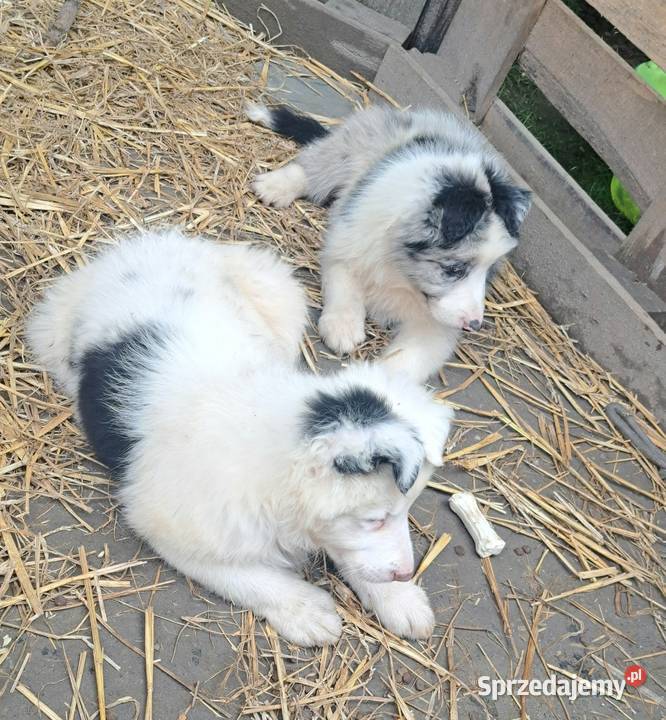 BORDER COLLIE SZCZENIAKI Z RODOWODEM gotowe na Pozostałe Myślenice sprzedam