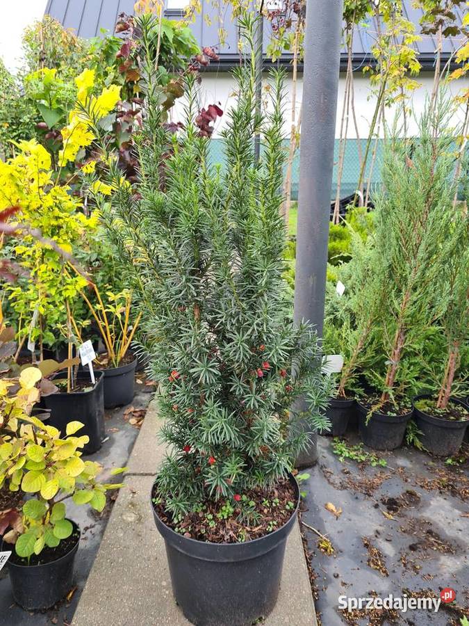 Thuja Golden Globe 6080 złota kula Szkółka Rośliny