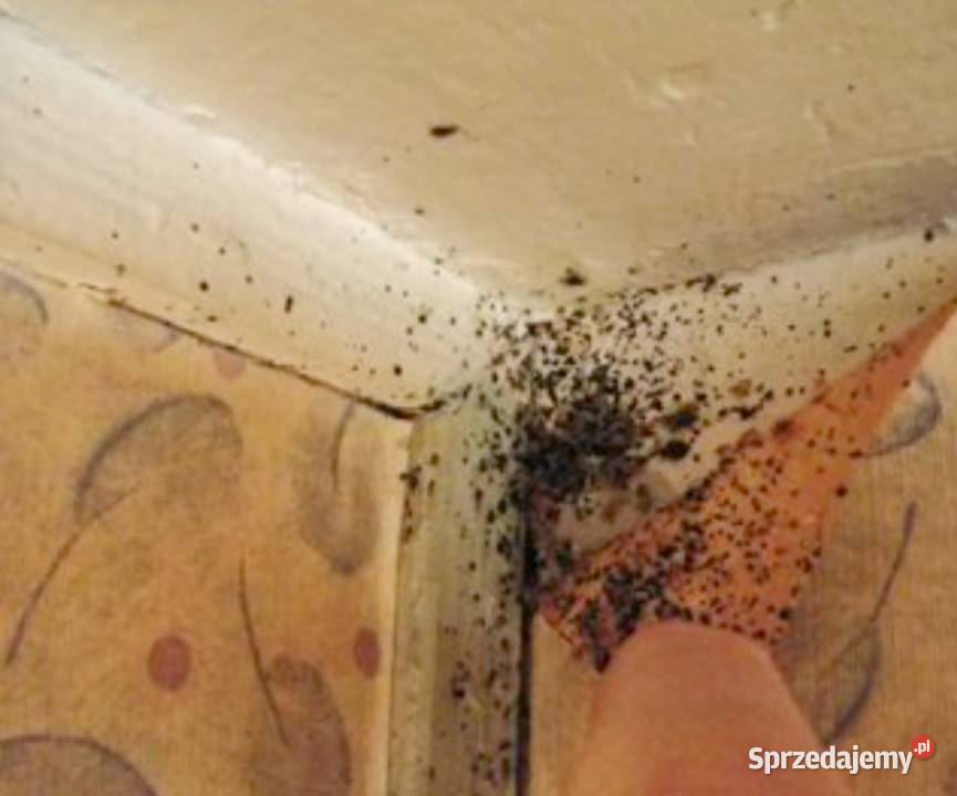 Pluskwa domowa zwalczanie pluskiew odpluskwianie Pozostałe usługi Katowice