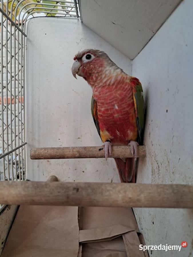 RudosterkaRudosterki