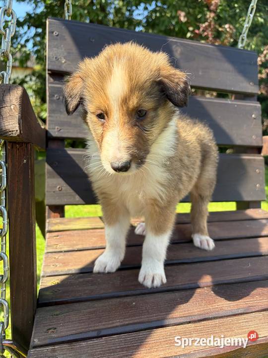 Owczarek Szkocki Collie