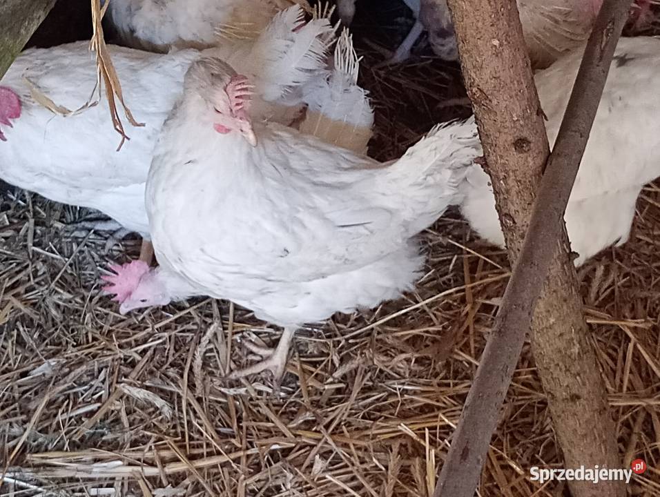 SPRZEDAM kury nioski Novogen 13 miesięczne z Wierzbinek