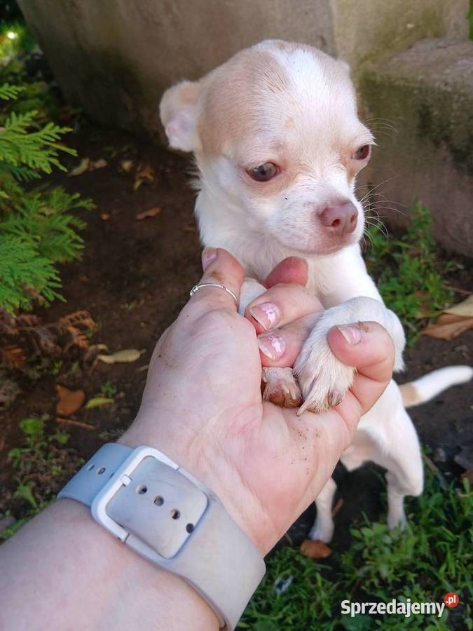 Sprzedam psa chihuahua Kijaszkowo sprzedam