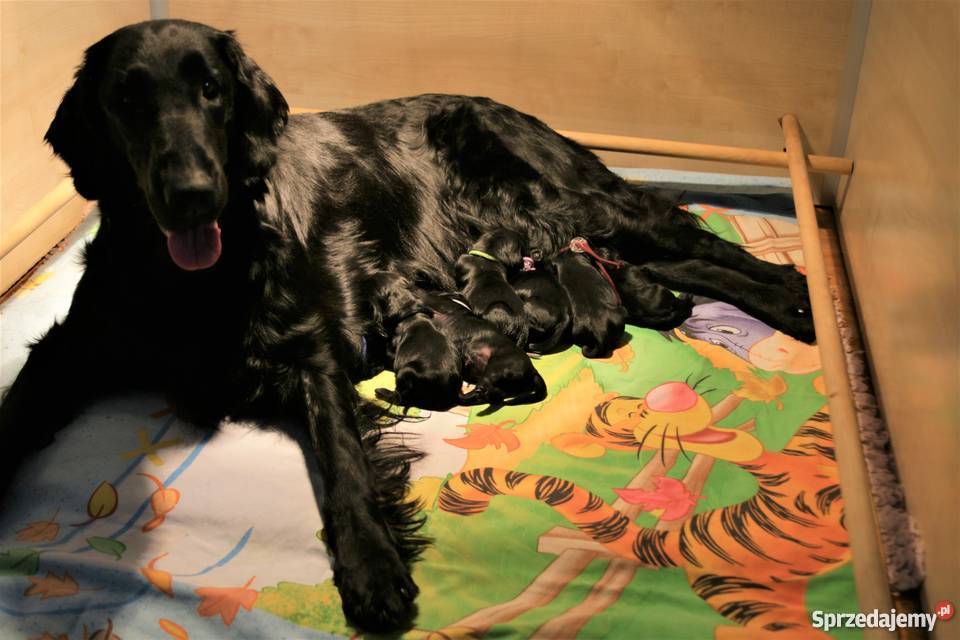 Szczeniaki Flat Coated Retriever Orzesze