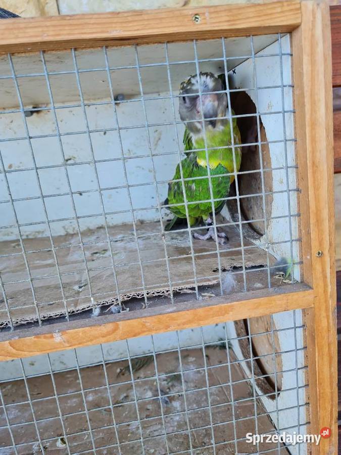 Afrykanka senegalska Kraków