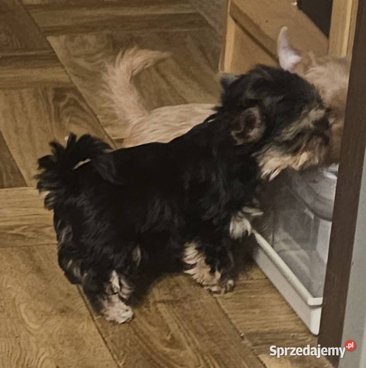 York Yorkshire Terrier Częstochowa sprzedam