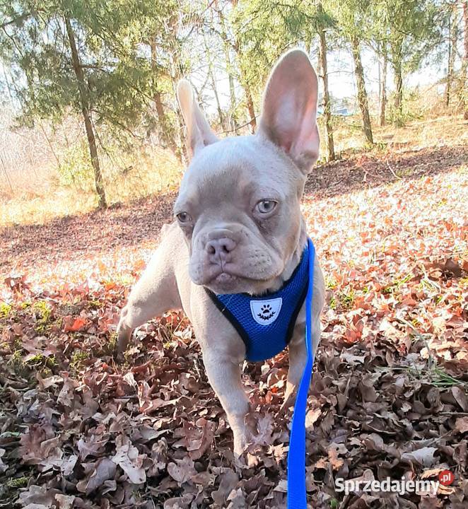 Buldg francuski suczka łódzkie Pabianice