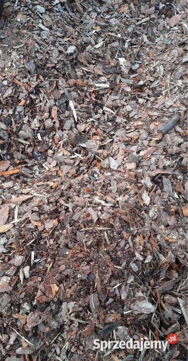 Kora Sosnowa Świeża Zgierz