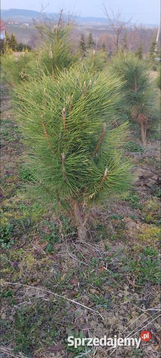 Sosna Czarna Austriacka Sosna Piramidalna Pinus małopolskie Nowy Sącz