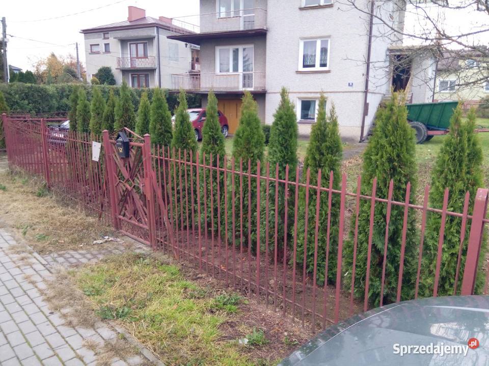Tuja szmaragd tuje thuja smaragd szmaragdowa Łódź