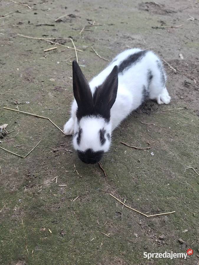 Sprzedam krórlika srokacza niemieckiego pomorskie