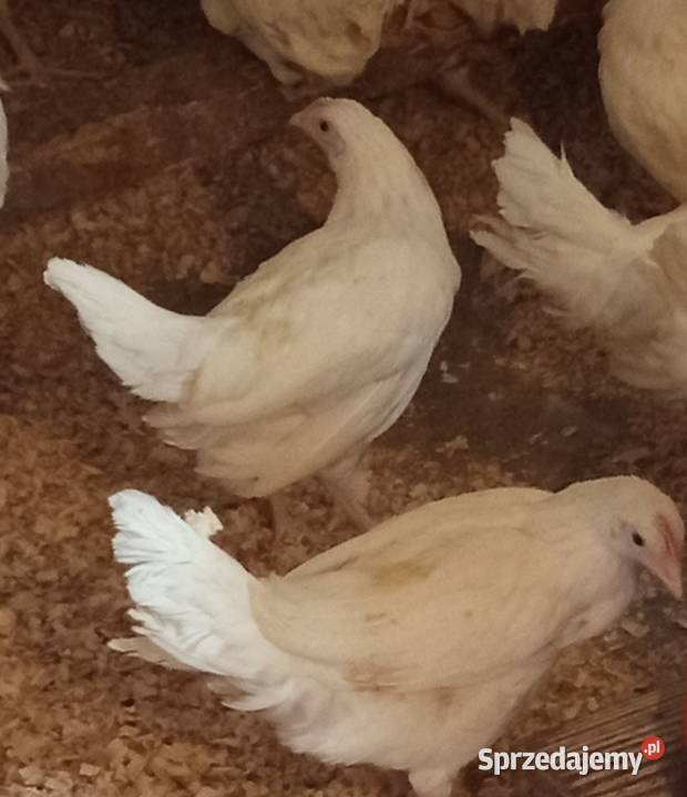 Młode kury leghorn podkarpackie Krosno