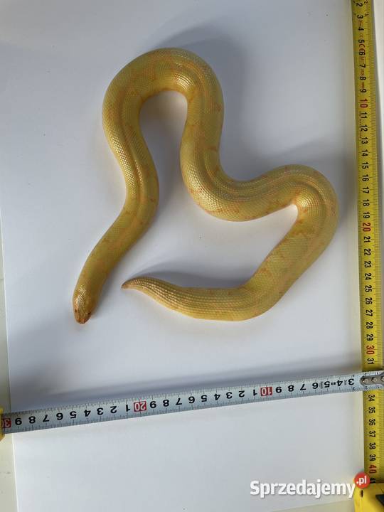 Boa piaskowy dorosła samica albino CB21 Dębno sprzedam