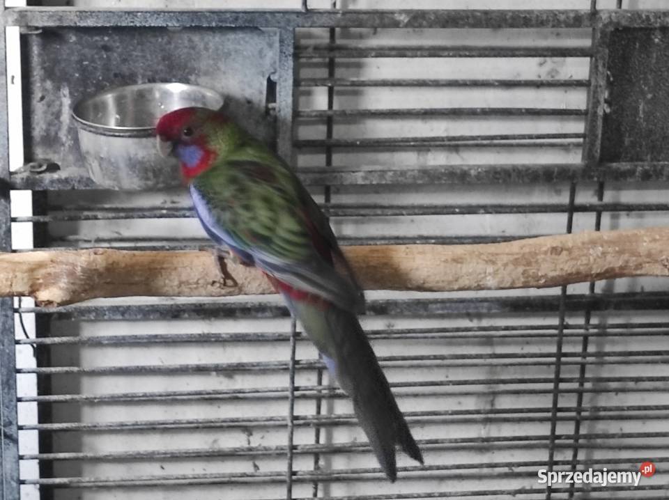 Rozella królewska samiec Zwierzęta Garwolin