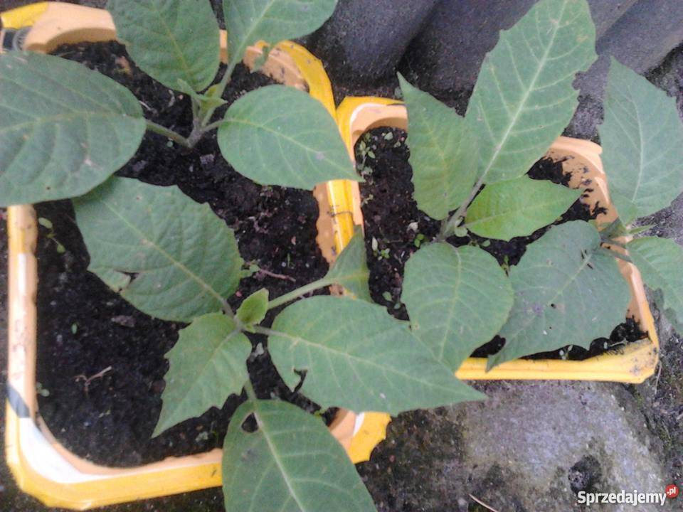 DATURY SADZONKI kwiaty doniczkowe ukorzenione sprzedam