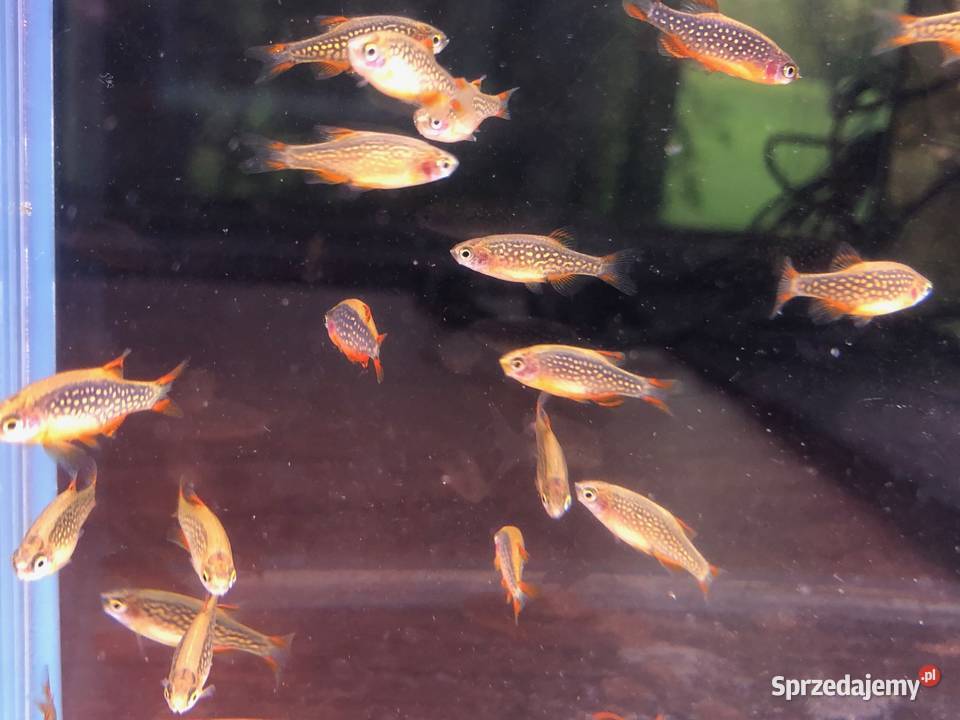 Rozbora Galaxy Danio Justynów
