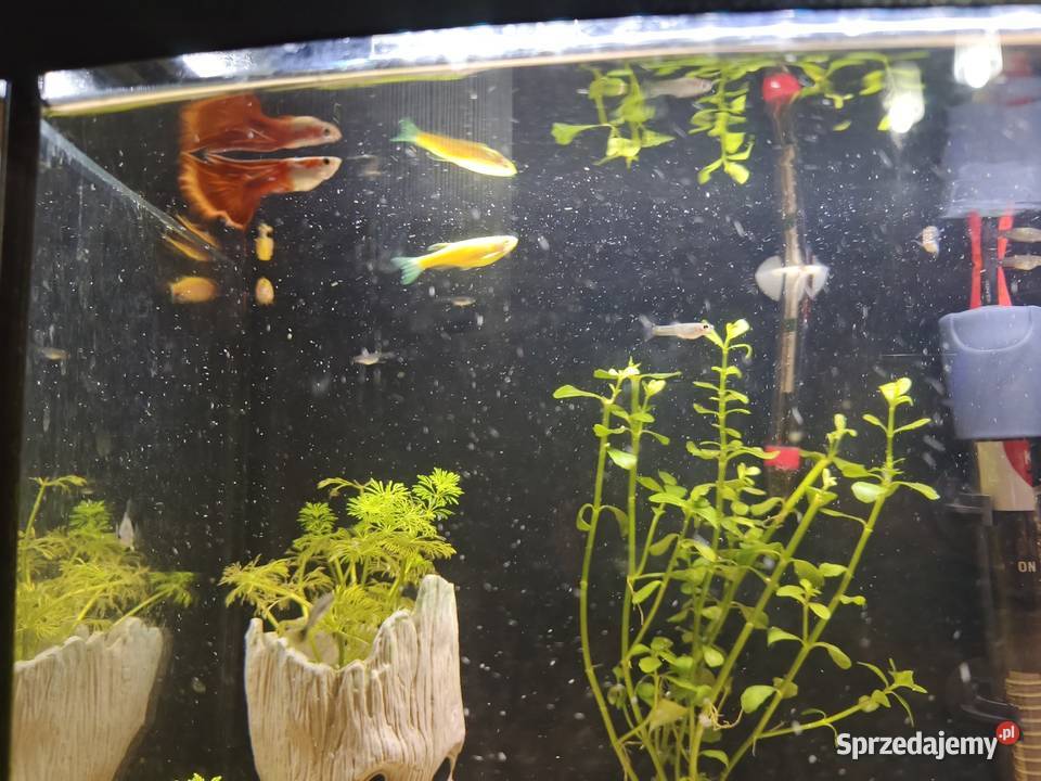 CZYTAJ OPIS Akwarium z pełnym wyposażeniem Zwierzęta Agnopol sprzedam